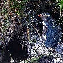 06570 - Fiordland Penguin - Eudyptes pachyrhynchus - Pinguino del Fiordland