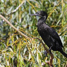 06985 - Little Black Cormorant - Phalacrocorax sulcirostris - Cormorano nero