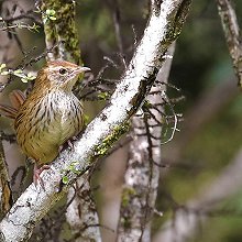 22808 - New Zealand Fernbird - Poodytes punctatus - Felciarolo