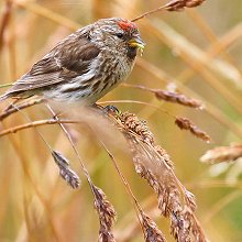 31254 - Common Redpoll - Acanthis flammea - Organetto comune