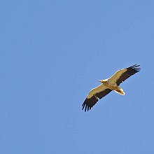 07381 - Egyptian Vulture - Neophron percnopterus - Capovaccaio