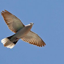 01950 - Eurasian Collared-Dove - Streptopelia decaocto - Tortora dal collare orientale