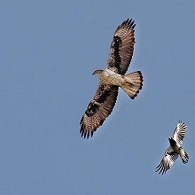07538 - Bonelli's Eagle - Aquila fasciata - Aquila di Bonelli