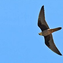 11369 - Eleonora's Falcon - Falco eleonorae - Falco della regina
