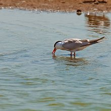 06457 - Common Tern - Sterna hirundo - Sterna comune