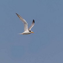 06457 - Common Tern - Sterna hirundo - Sterna comune