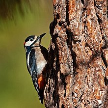 10756 - Great Spotted Woodpecker - Dendrocopos major - Picchio rosso maggiore