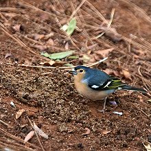 30747 - Common Chaffinch (Canary Is.) - Fringilla coelebs canariensis- Fringuello delle Canarie