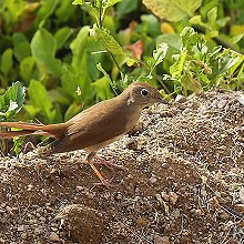 28257 - Common Nightingale - Luscinia megarhynchos - Usignolo comune