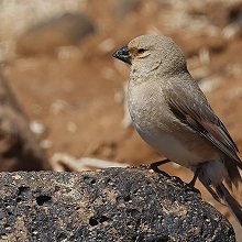 31105 - Desert Finch - Rhodospiza obsoleta - Fringuello del deserto