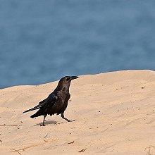 20698 - Brown-necked Raven - Corvus ruficollis - Corvo imperiale collobruno