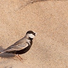21463 - Black-crowned Sparrow-Lark - Eremopterix nigriceps - Allodola passero capinera (M)