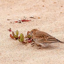 21463 - Black-crowned Sparrow-Lark - Eremopterix nigriceps - Allodola passero capinera (F)