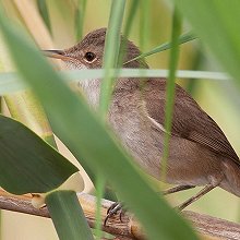 22728 - Cape Verde Swamp Warbler - Acrocephalus brevipennis - Cannaiola di Capo Verde