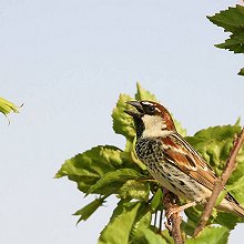 30345 - Spanish Sparrow - Passer hispaniolensis - Passera sarda
