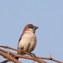 30365 - Cape Verde Sparrow - Passer iagoensis - Passera di Capo Verde