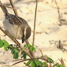 30365 - Cape Verde Sparrow - Passer iagoensis - Passera di Capo Verde (F)