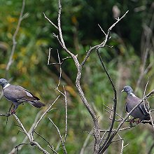 01830 - Common Wood-Pigeon - Columba palumbus - Colombaccio comune