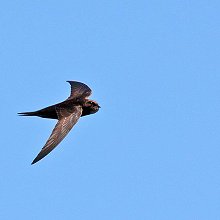 03970 - Common Swift - Apus apus - Rondone eurasiatico