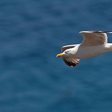 06244 - Yellow-legged Gull - Larus michahellis - Gabbiano reale