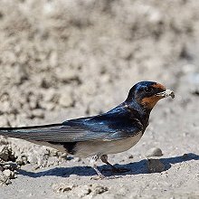 23153 - Barn Swallow - Hirundo rustica - Rondine comune