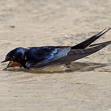 23153 - Barn Swallow - Hirundo rustica - Rondine comune