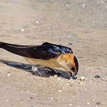 23199 - Red-rumped Swallow - Cecropis daurica - Rondine rossiccia