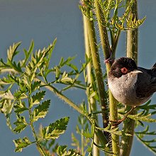 24338 - Sardinian Warbler - Sylvia melanocephala - Occhiocotto