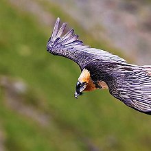07378 - Bearded Vulture - Gypaetus barbatus - Gipeto