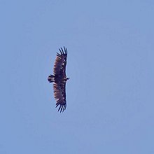 07447 - Cinereous Vulture - Aegypius monachus - Avvoltoio monaco