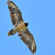 07378 - Bearded Vulture - Gypaetus barbatus - Gipeto