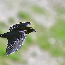 20703 - Common Raven - Corvus corax - Corvo imperiale comune